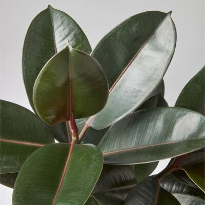 Ficus Elastica Burgundy (190mm) - Sydney