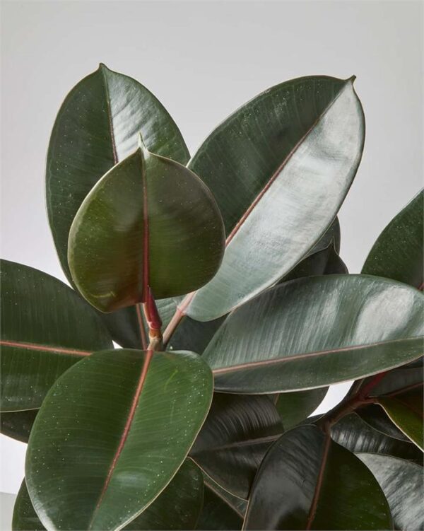 Ficus Elastica Burgundy (190mm) - Sydney