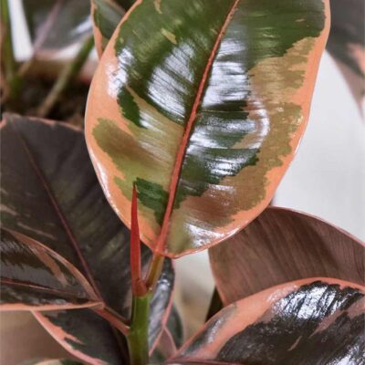 Ficus Elastica Ruby (170mm) - Sydney