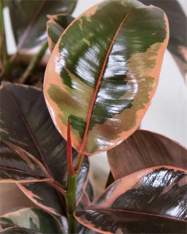 Ficus Elastica Ruby (170mm) - Sydney
