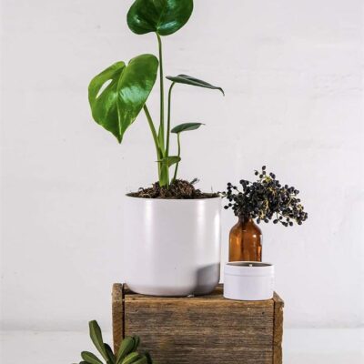 Monstera Deliciosa in White Pot (120mm) - Sydney