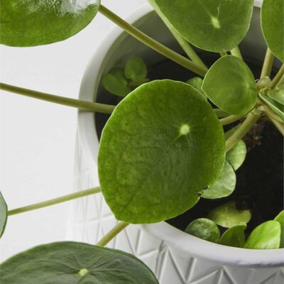 Chinese Money Plant & Footed Pot
