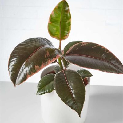 Ficus Elastica Ruby in White Pot (120mm)