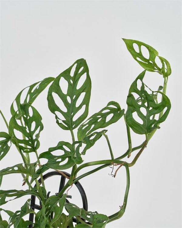 Monstera Adansonii (120mm)