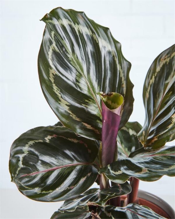 Calathea Medallion