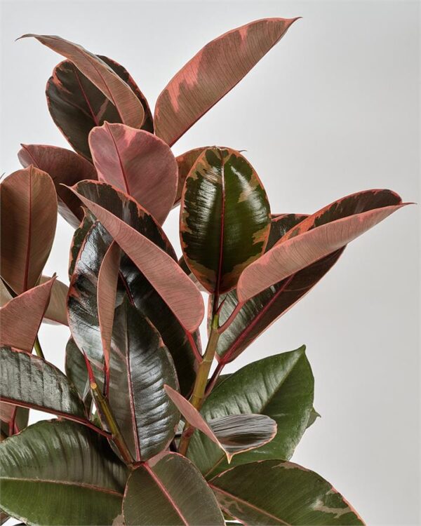 Ficus Elastica Ruby in White Pot (170mm)