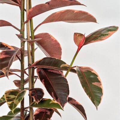 Ficus Elastica Ruby in Concrete Pot (Tall)