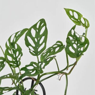 Monstera Adansonii (95mm)
