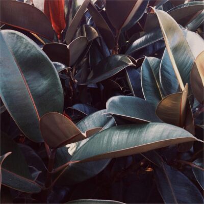 Ficus Elastica Burgundy in White Pot (120mm)