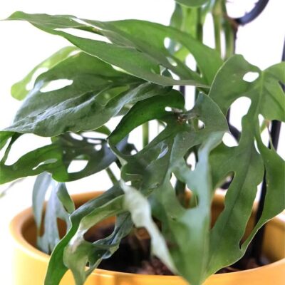 Monstera Adansonii in Mustard Pot