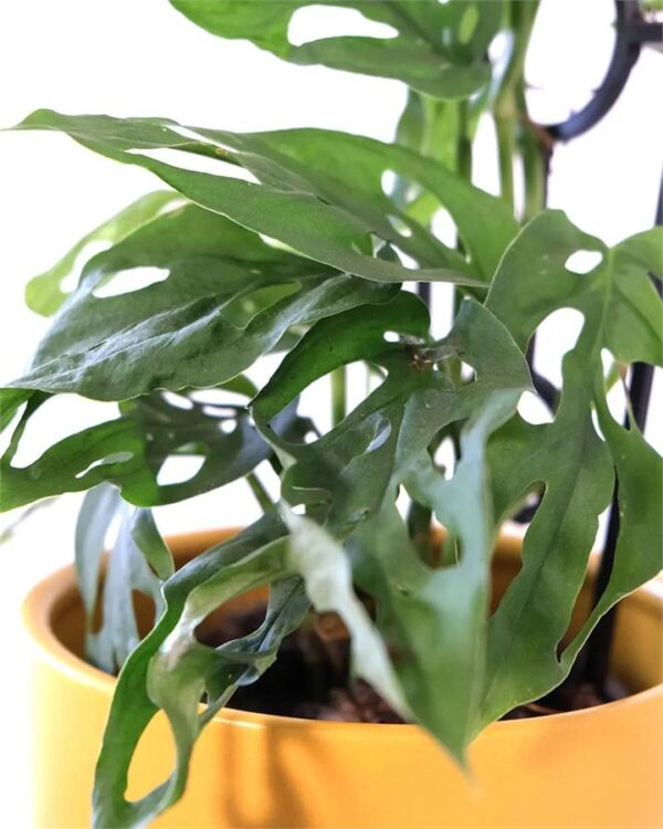 Monstera Adansonii in Mustard Pot