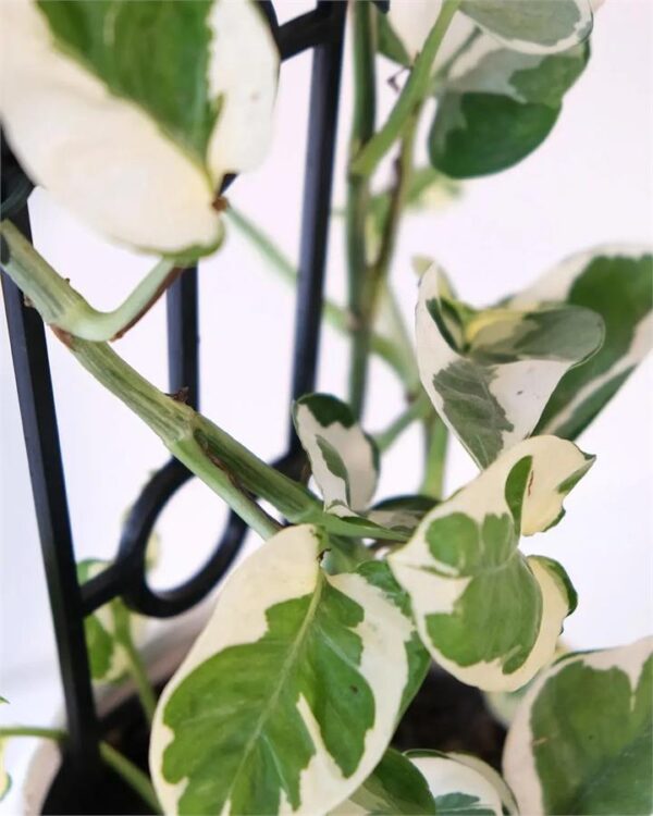 Snow Queen in Pink Pot