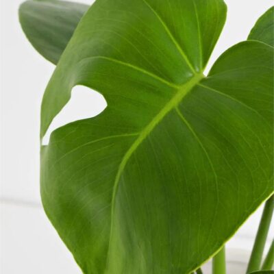 Monstera Deliciosa in Patterned Pot (120mm)