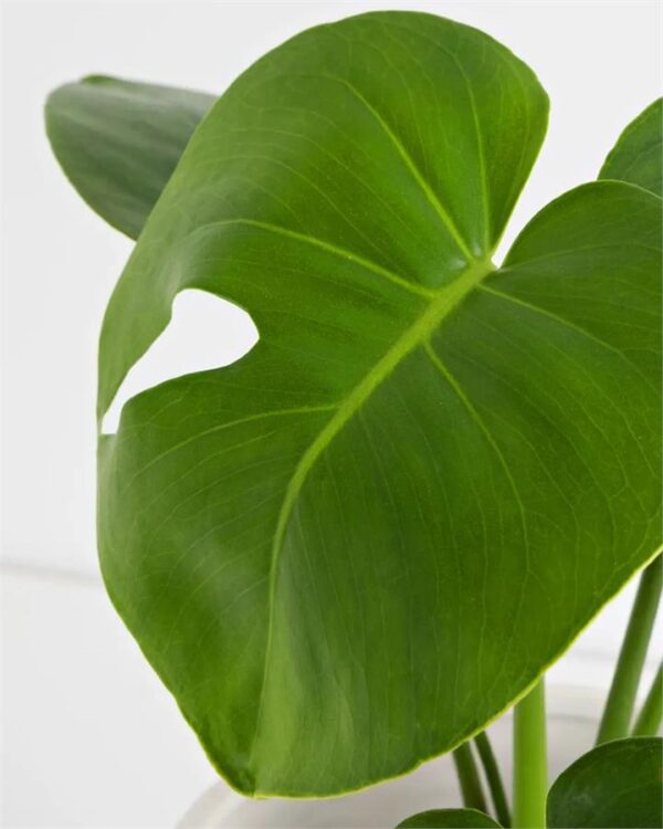 Monstera Deliciosa in Patterned Pot (120mm)