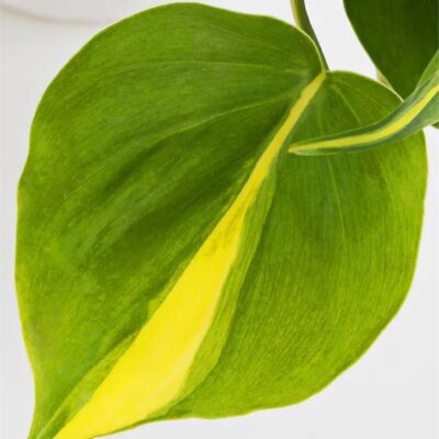 Philodendron Brasil (120mm)