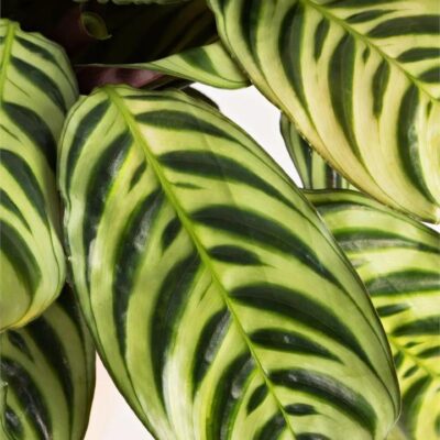 "Fishbone Plant" in White Pot (280mm)