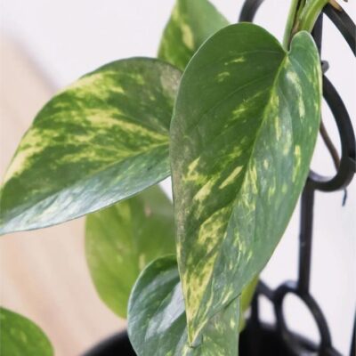 Devil’s Ivy in Black Contoured Pot
