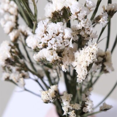 Dried Statice (White)
