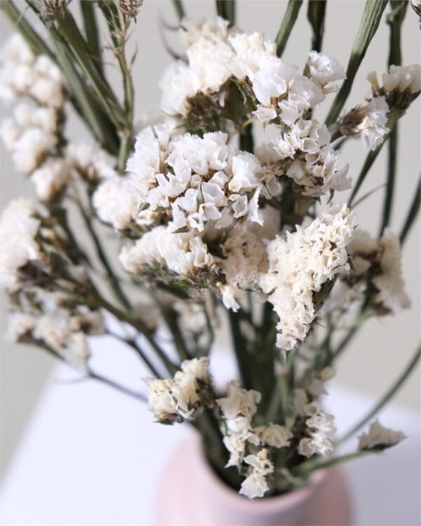 Dried Statice (White)