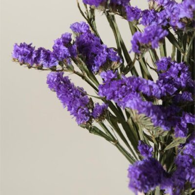 Dried Statice (Purple)