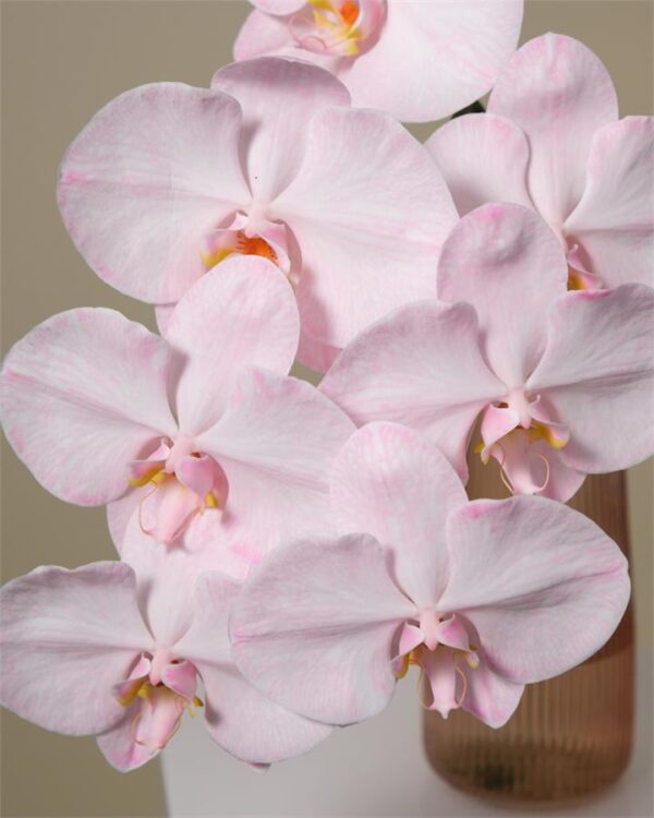 "Flamingo" Phalaenopsis Orchid in Rose Glass Vase (3x Stem)
