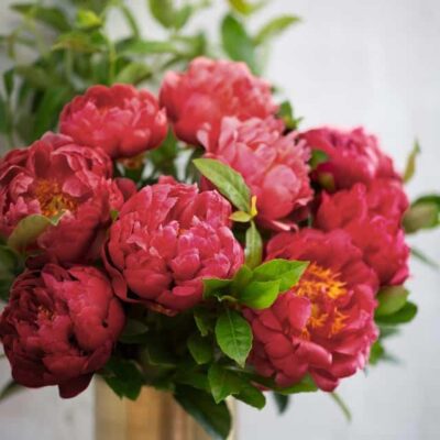 Burgundy Peonies - Extra Large