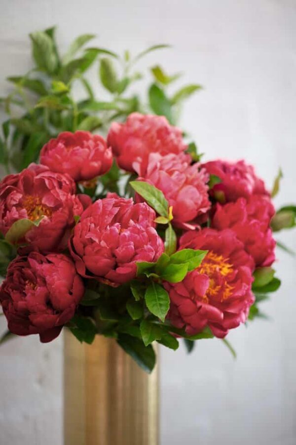 Burgundy Peonies - WOW
