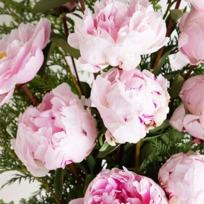 Peony Rose Sarah Bernhardt - Small