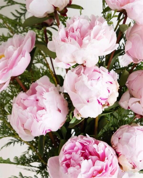 Peony Rose Sarah Bernhardt - Small