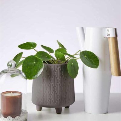Chinese Money Plant & Footed Pot (Grey)