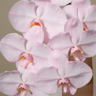 "Flamingo" Phalaenopsis Orchid in Rose Glass Vase (1x Stem)