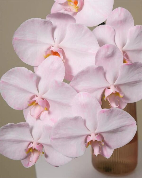 "Flamingo" Phalaenopsis Orchid in Rose Glass Vase (1x Stem)