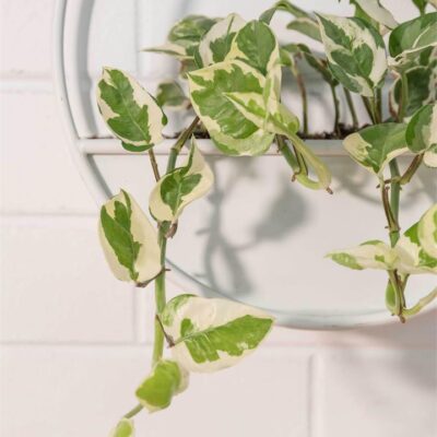 Snow Queen in Half Moon Planter