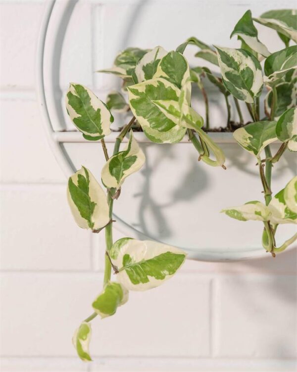 Snow Queen in Half Moon Planter