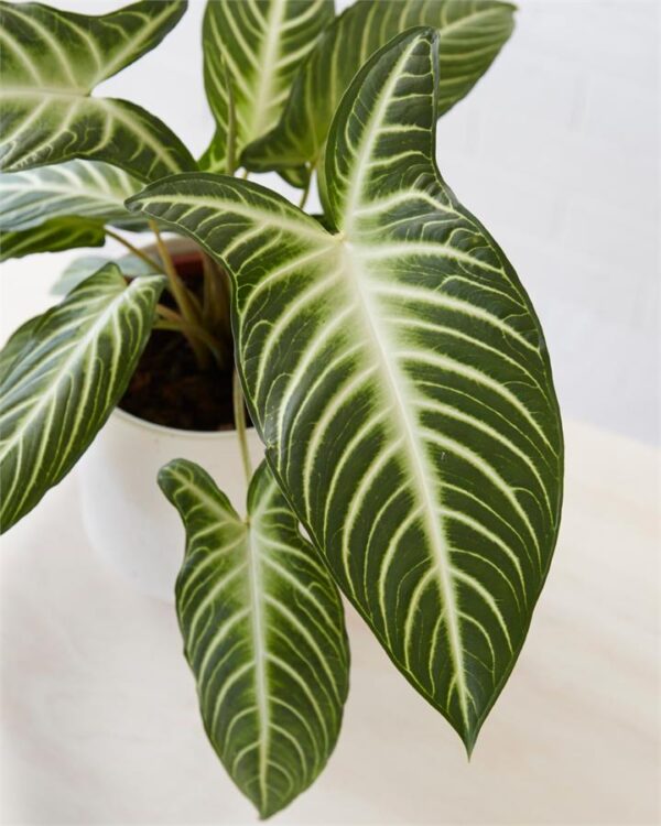 Caladium Lindenii (190mm)