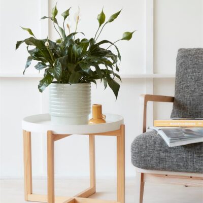 Peace Lily in Light Green Pot (190mm)