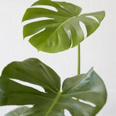 Monstera Deliciosa (190mm)