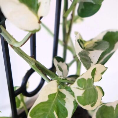 Snow Queen in White Pot