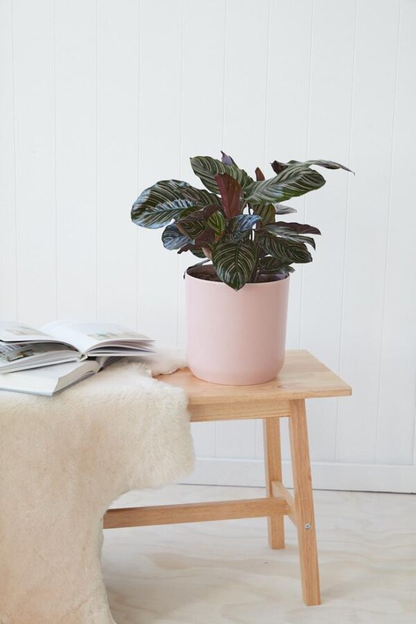 Calathea Ornata