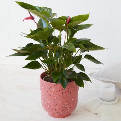 Anthurium Plant (Pink)