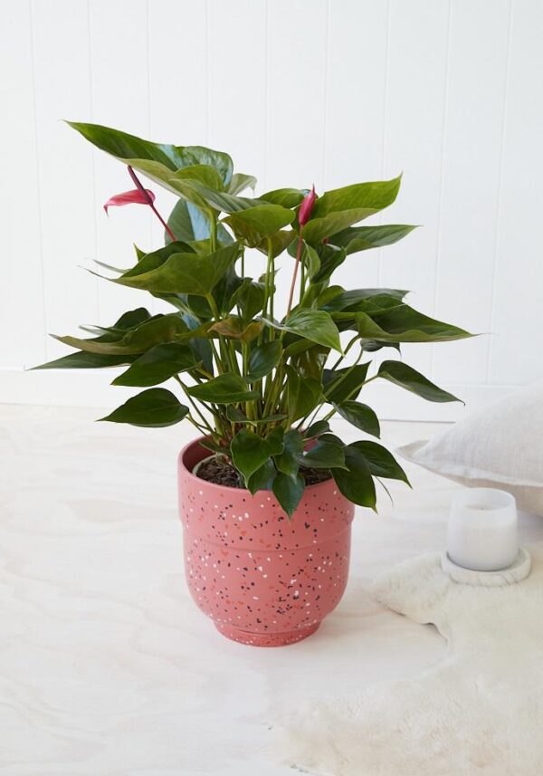 Anthurium Plant (Pink)