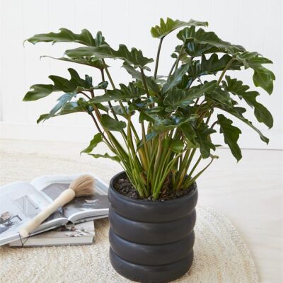 Philodendron Xanadu