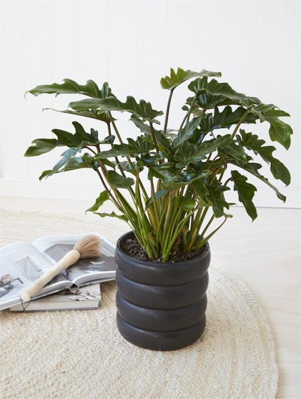 Philodendron Xanadu