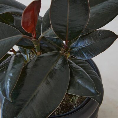 Rubber Plant in Black Pot