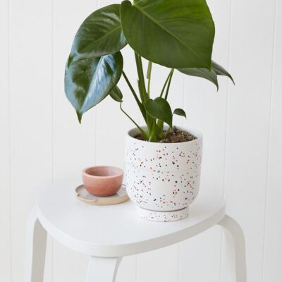 Monstera Deliciosa in Speckled Pot