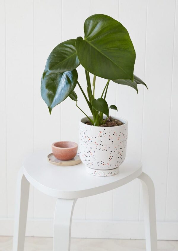 Monstera Deliciosa in Speckled Pot
