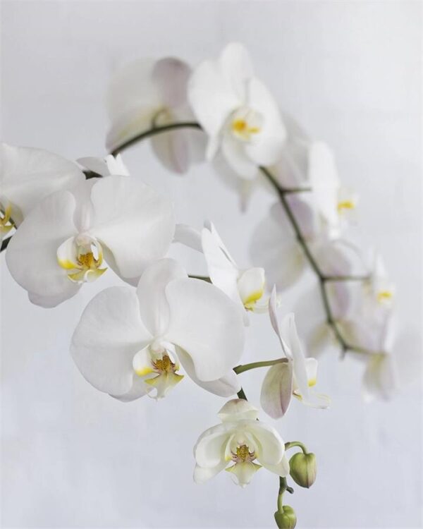 Phalaenopsis Orchid 60cm (City: Sydney, Stems: 2x)