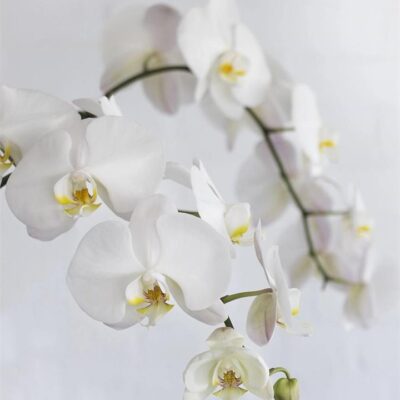 Phalaenopsis Orchid 60cm (City: Sydney, Stems: 3x)