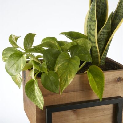 Timber Twin Plant Stand