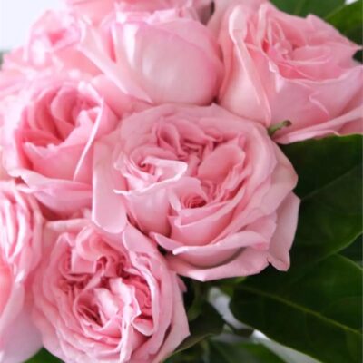 Pink Rose Bouquet - 12 Stems